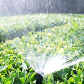토마토 정식 : 촉성, 반촉성, 조숙, 억제 재배
