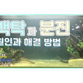 물생활 어항 백탁 현상 원인과 해결방법
